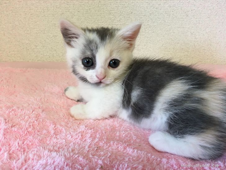 マンチカン 短足 女の子 ダイリュートキャリコ 06 24生まれ 千葉県 子猫id 08 遺伝子検査済み 小ぶりの極短足女の子 みんなの子猫ブリーダー