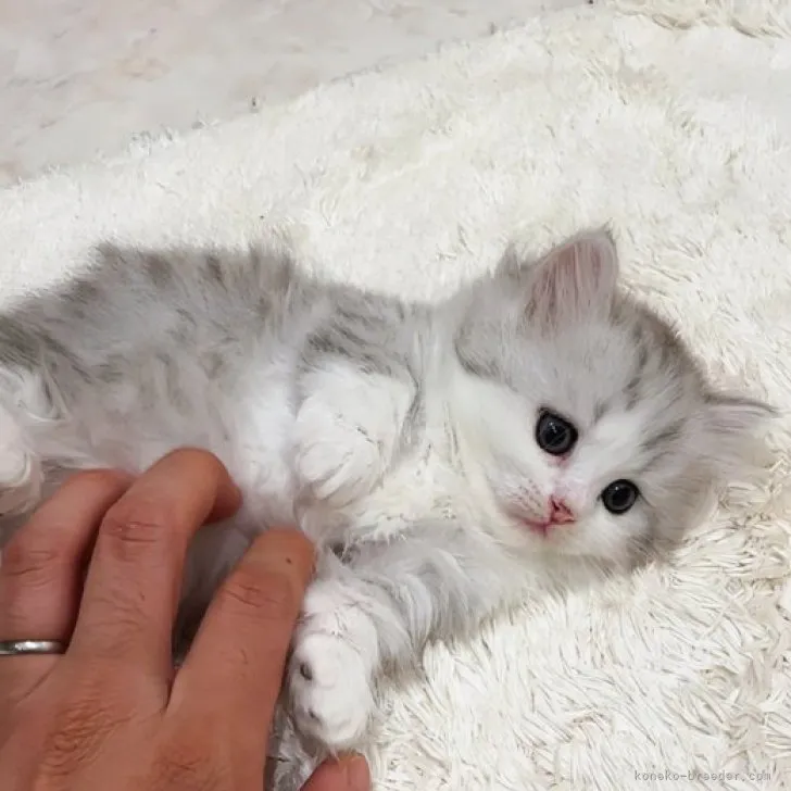 ID：2311-01348の子猫