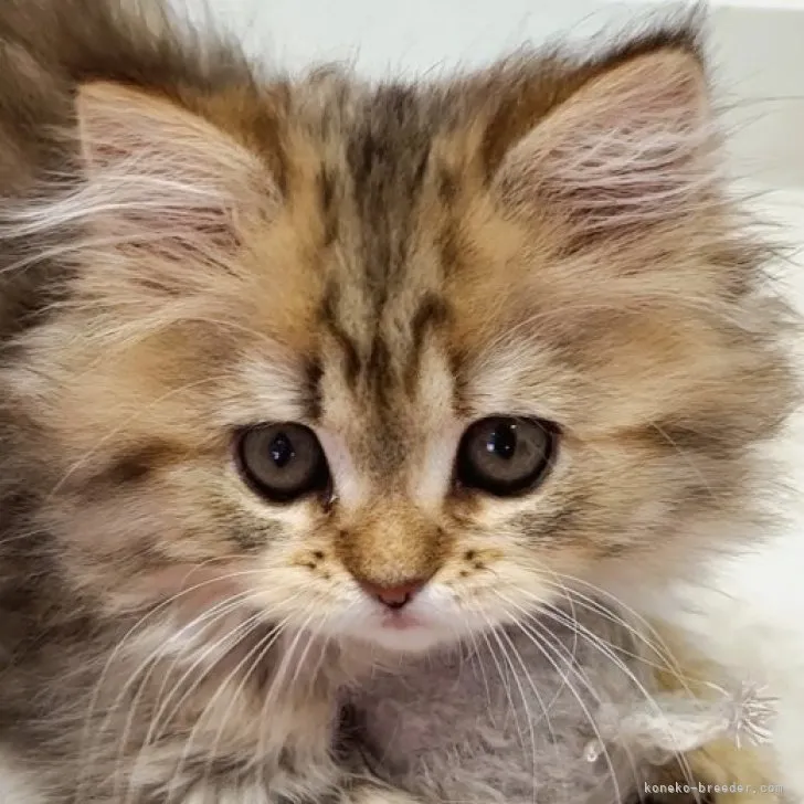 ID：2305-02915の子猫