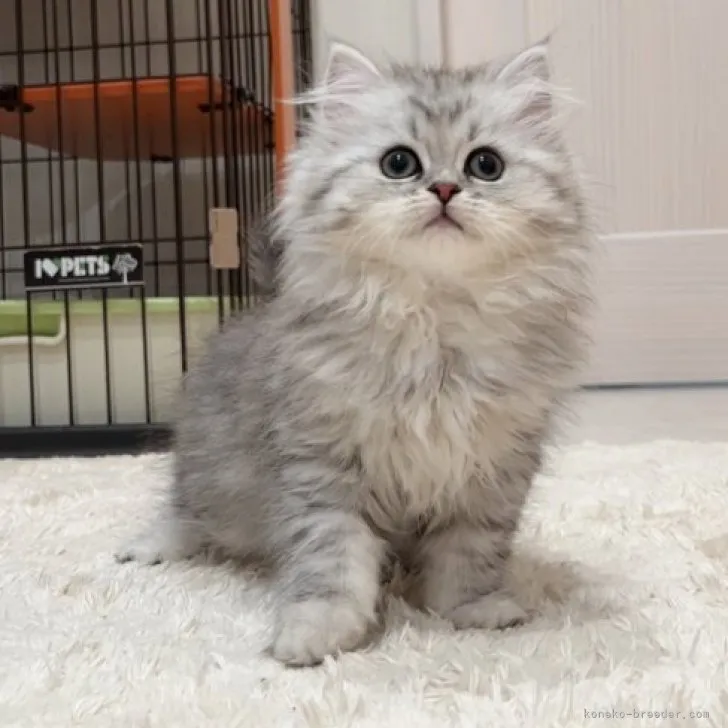 ID:2304-02619の子猫
