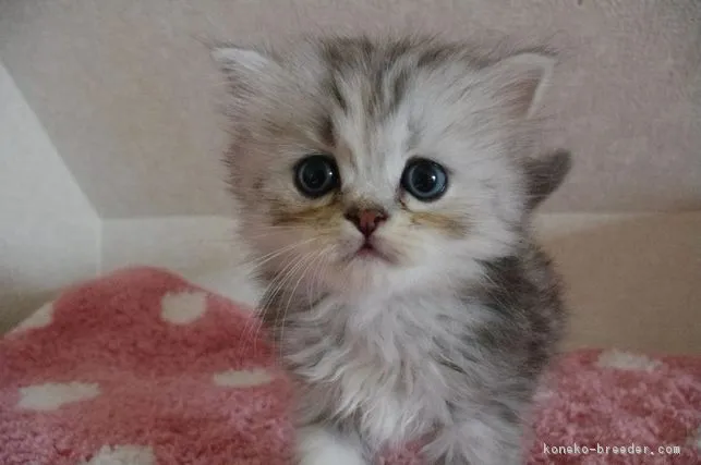 ID:1708-00132の子猫