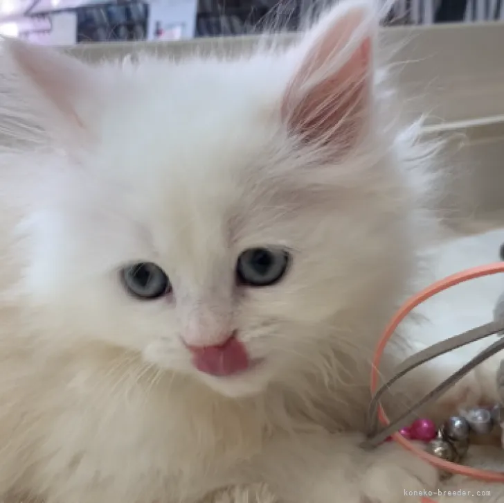 ID:2210-01432の子猫