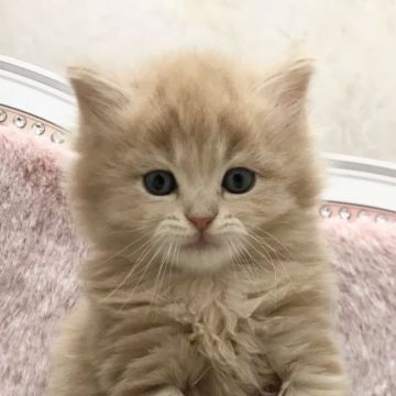 ミヌエット【千葉県・男の子・2020年11月2日・クリームタビー（セミロング〜ロングヘア）】の写真「遺伝子検査済み！柴犬ぽい柴犬ぽい男の子」