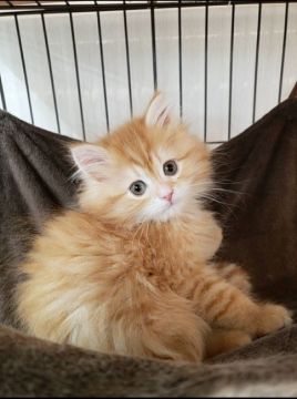 ミヌエット【千葉県・男の子・2021年11月5日・レッドタビー（ロング）】の写真「両親遺伝子検査済み！お値段見直しました♪」