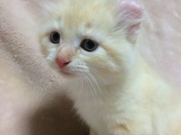 マンチカン【千葉県・男の子・2015年10月18日・クリームタビー&ホワイト（セミロング）】の写真「個性的！ダブルチャンピオン直子シロクマ？」