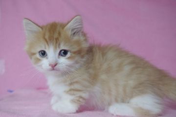 マンチカン【千葉県・男の子・2017年1月20日・レッドタビー&ホワイト】の写真「綺麗な配色の美形短足」