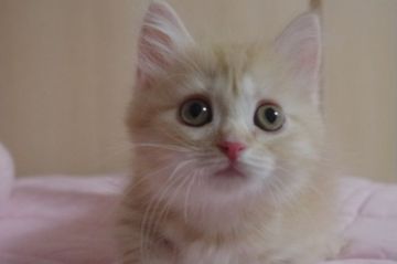 マンチカン(短足)【千葉県・女の子・2018年7月21日・レッドタビー（セミロング）】の写真「ストーカー♡短足女の子」