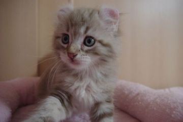 アメリカンカール【千葉県・男の子・2018年8月4日・シールリンクスポイント（ロング）】の写真「ホワイトニャイガー♡」