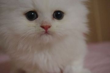 ミヌエット【千葉県・男の子・2018年11月21日・クリームタビー（ロング）】の写真「スペシャル可愛い極短足の男の子」