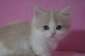 マンチカン【千葉県・男の子・2017年1月20日・クリームタビー&ホワイト】の写真「人気のクリーム短足」