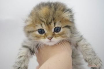 ミヌエット【千葉県・女の子・2016年10月9日・ブラウンパッチドタビー（ロング）】の写真「もっふもふ！長足ちゃん」