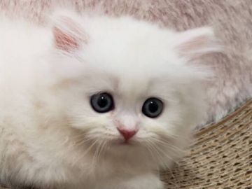 ミヌエット【千葉県・男の子・2021年8月17日・クリームタビー（ロング）】の写真「両親遺伝子検査済み！店舗移転一周年記念価格」