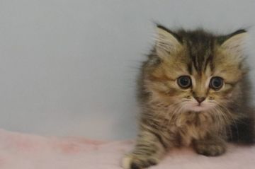 ミヌエット【千葉県・女の子・2017年3月15日・ブラウンパッチドタビー（ロング）】の写真「まんまる垂れ目の長足女の子」