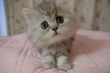 ミヌエット【千葉県・女の子・2018年9月5日・シルバーパッチドタビー（ロング）】の写真「お値段見直し！まん丸お顔とまん丸おめめの女の子♡」