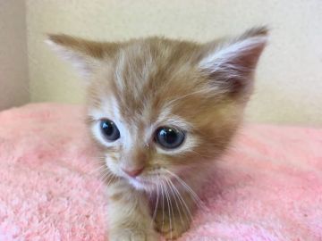 マンチカン(長足)【千葉県・男の子・2020年6月24日・レッドタビー（ショート）】の写真「遺伝子検査済み！大きな瞳の長足男の子♡」