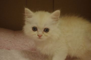 ミヌエット【千葉県・女の子・2018年6月26日・クリームパッチドタビー（ロング）】の写真「サマーセール開催中♪お値段見直し！長足美人さん」