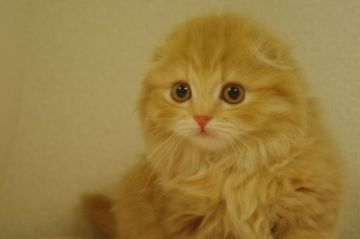 スコティッシュフォールド(折れ耳)【千葉県・男の子・2019年12月10日・レッドタビー（ロング）】の写真「遺伝子検査済み！もこもこ君」