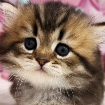 ミヌエット【千葉県・女の子・2024年8月3日・ブラウンパッチドタビー（ロング）】の写真「両親遺伝子検査済み&猫コロナウイルスフリー」