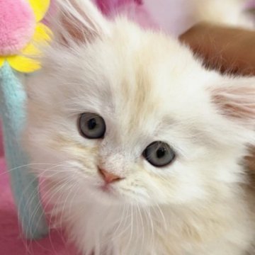 ミヌエット(短足)【千葉県・男の子・2023年8月29日・クリームタビー（ロング）】の写真「猫コロナウイルスフリー&両親遺伝子検査済み🎵」