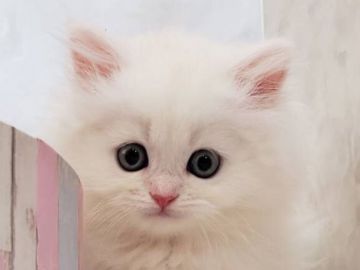 ミヌエット【千葉県・男の子・2021年8月17日・クリームタビー（ロング）】の写真「両親遺伝子検査済み！店舗移転一周年記念価格」