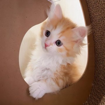 ミヌエット(短足)【千葉県・男の子・2023年10月5日・レッドタビー&ホワイト（ロング）】の写真「むっちりわがままボディ♡極短足両親遺伝子検査済み🎵」