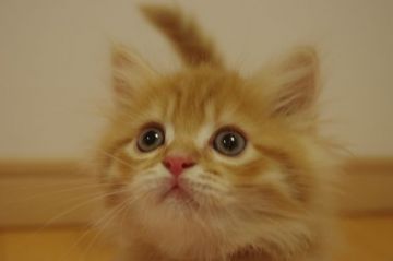 ミヌエット【千葉県・男の子・2018年6月26日・レッドタビー（ロング）】の写真「もふもふレッドの長足男の子」