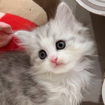 ミヌエット(短足)【千葉県・女の子・2023年10月5日・シルバーパッチドタビー&ホワイト（ロング）】の写真「ピンクのお鼻の極短足女の子♡両親遺伝子検査済み🎵」