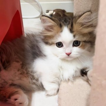 ミヌエット(短足)【千葉県・男の子・2023年8月29日・ブラウンタビー&ホワイト（ロング）】の写真「お値下げ&お写真動画更新⭐︎両親遺伝子検査済み🎵」