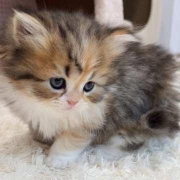 ミヌエット(長足)【千葉県・女の子・2023年12月24日・ブラウンパッチドタビー&ホワイト】の写真「猫腸コロナウイルスフリー&両親遺伝子検査済み」