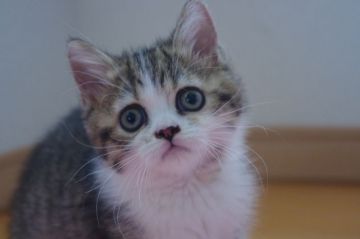 ミヌエット【千葉県・女の子・2017年7月18日・ブラウンパッチドタビー&ホワイト（ショート）】の写真「猫バスみたいな個性派！長足女の子」