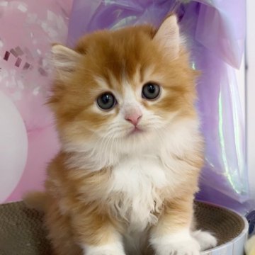 キンカロー【千葉県・男の子・2024年11月10日・レッドタビー&ホワイト（ロングヘアー）】の写真「猫腸コロナウイルスフリー&両親遺伝子検査済み」