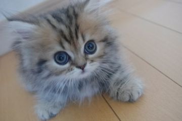 ミヌエット【千葉県・男の子・2018年8月5日・ブラウンタビー（ロング）】の写真「短足ポメラニニャン♡」