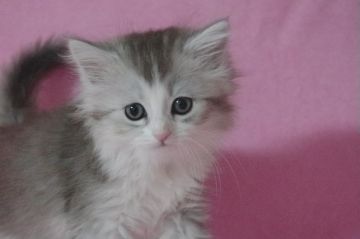 ミヌエット【千葉県・女の子・2017年1月21日・シルバータビー&ホワイト】の写真「アーモンドアイの美猫長足ちゃん♪」