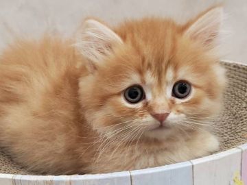 ミヌエット【千葉県・男の子・2021年8月31日・レッドタビー（セミロング）】の写真「両親遺伝子検査済み♪一周年記念価格になりました。」