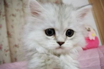 ミヌエット【千葉県・男の子・2018年11月16日・シェーデッドシルバー（ロング）】の写真「ふわっふわ美男子長足君」