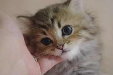 ミヌエット【千葉県・男の子・2018年7月15日・ブラウンタビー（ロング）】の写真「くりくりオメメの長足男の子」