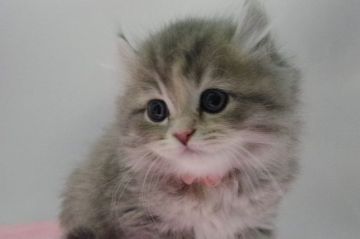 マンチカン【千葉県・女の子・2017年3月8日・ブルーパッチドタビー（ロング）】の写真「まんまるおめめの長足キンカロー」