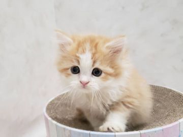 ミヌエット【千葉県・男の子・2021年10月28日・レッドタビー&ホワイト（ロング）】の写真「両親遺伝子検査済み♪長足めちゃかわ男の子」