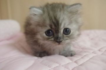 ミヌエット【千葉県・男の子・2018年7月23日・シェーデッドシルバー（ロング）】の写真「めちゃかわ♡ポメラにニャン」