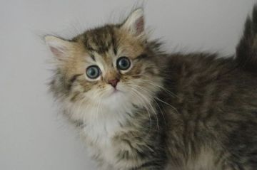 ミヌエット【千葉県・女の子・2016年8月11日・ブラウンパッチドタビー&ホワイト（ロング）】の写真「甘えん坊のふわふわ靴下！長足女の子♪」