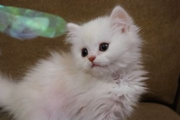 ミヌエット【千葉県・男の子・2018年12月3日・クリームタビー（セミロング）】の写真「犬系男子！足長男の子」