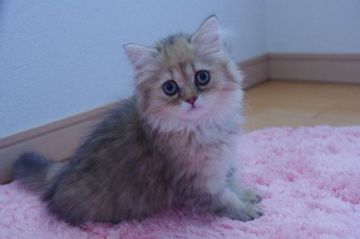 ミヌエット【千葉県・女の子・2017年7月12日・ブラウンパッチドタビー（ロング）】の写真「まん丸オメメの長足美人さん」