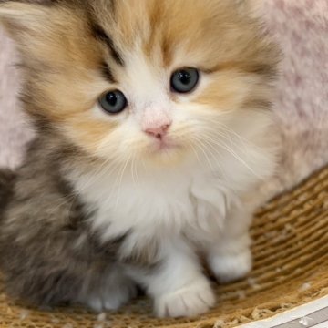 ミヌエット(長足)【千葉県・女の子・2023年12月24日・ブラウンパッチドタビー&ホワイト（ロング）】の写真「猫腸コロナウイルスフリー&両親遺伝子検査済み」