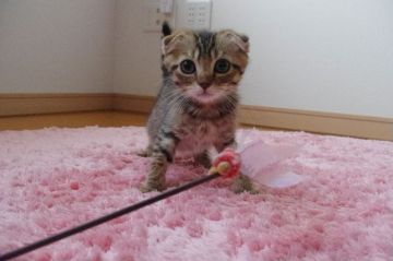 マンチカン【千葉県・男の子・2017年8月8日・ブラウンタビー（ショート）】の写真「大きなオメメの足長君」