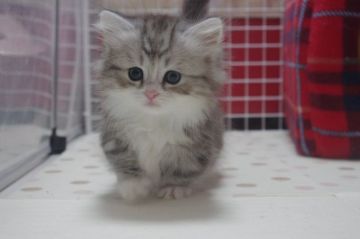 ミヌエット【千葉県・男の子・2017年1月21日・シルバータビー&ホワイト】の写真「ふんわり靴下を履いた極短足♪」