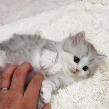 ミヌエット(短足)【千葉県・男の子・2023年10月5日・シルバータビー&ホワイト（ロング）】の写真「むっちりわがままボディ♡極短足両親遺伝子検査済み🎵」