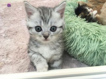 マンチカン(長足)【千葉県・女の子・2020年11月3日・シルバータビー（ショート）】の写真「両親遺伝子検査済み！ぱっちりお目々の甘えん坊♡」