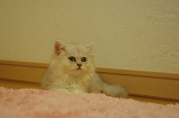 ミヌエット【千葉県・女の子・2017年7月12日・シェーデッドトーティーシェル（ロング）】の写真「甘えん坊のゴロゴロ長足女の子」