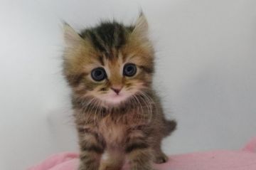 マンチカン【千葉県・女の子・2017年3月8日・ブラウンパッチドタビー（セミロング）】の写真「大きなまんまるおめめ！長足キンカロー」