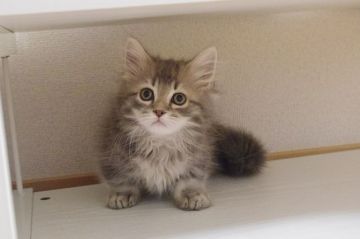 キンカロー【千葉県・男の子・2017年8月31日・ブルータビー（ロング）】の写真「おっとりノンビリの短足普通耳キンカロー」